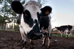 Productores lecheros se reúnen con Fratti tras 80 días de espera: Advierten riesgo de cierre de INALE y reclaman políticas claras para el sector