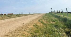 Robaron 14 vacas con terneros en un establecimiento de Flores