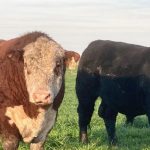 Todo lo que está dejando la feria de Anuga en Alemania: el Valor Agregado de este lunes