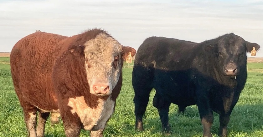 Todo lo que está dejando la feria de Anuga en Alemania: el Valor Agregado de este lunes
