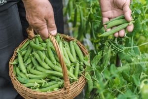 ¿Qué comemos hoy?: La UAM recomienda el consumo de arvejas, cebolla de verdeo, zanahoria, alcaucil, boniato, limón y apio
