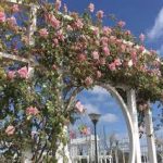 Este fin de semana la Fiesta de la Rosa celebra su 21ª edición en Mercedes