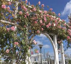 Este fin de semana la Fiesta de la Rosa celebra su 21ª edición en Mercedes