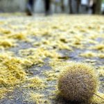 Primavera: la intendencia de Durazno realiza distintos operativos para combatir las pelusas de los plátanos