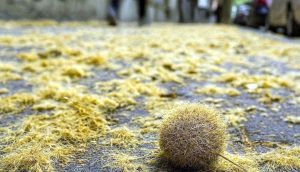 Primavera: la intendencia de Durazno realiza distintos operativos para combatir las pelusas de los plátanos