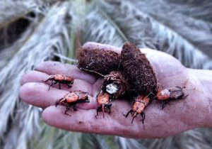 Una vecina encontró un ejemplar de picudo rojo en una vereda de Piriápolis y se contactó con Alternatus 