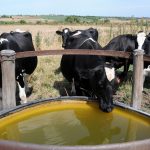 Inumet advierte que Uruguay vivirá un fenómeno de Niña débil con impacto desigual en el territorio nacional 