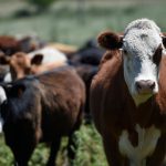 Precio del novillo baja 12 centavos