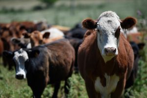 Precio del novillo baja 12 centavos