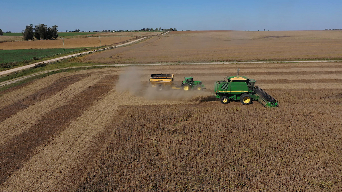 Sube el precio de la soja y se estabiliza el precio del ganado