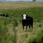 La ganadería en Argentina, lechería, el mercado internacional y más: el Valor Agregado de este martes