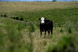 La ganadería en Argentina, lechería, el mercado internacional y más: el Valor Agregado de este martes