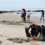 Se llevará a cabo la 16ª edición del Día Internacional de Limpieza de costas este 8 de noviembre