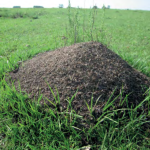 Estudiantes de Ingeniería crean robot que detecta hormigueros y evita el uso de pesticidas masivos en el agro