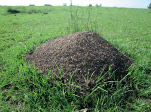 Estudiantes de Ingeniería crean robot que detecta hormigueros y evita el uso de pesticidas masivos en el agro