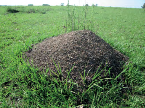 Estudiantes de Ingeniería crean robot que detecta hormigueros y evita el uso de pesticidas masivos en el agro
