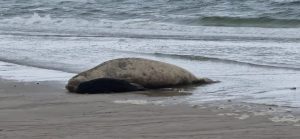 Bióloga marina sobre elefanta marina mamá de Francisca y la separación de su cría en Piriápolis 