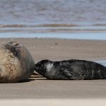 Elefantas marinas en Piriápolis: repasamos el camino hasta ahora y qué pasará con Francisca