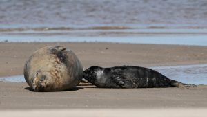 Elefantas marinas en Piriápolis: repasamos el camino hasta ahora y qué pasará con Francisca