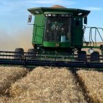 Avanzan las cosechas agrícolas