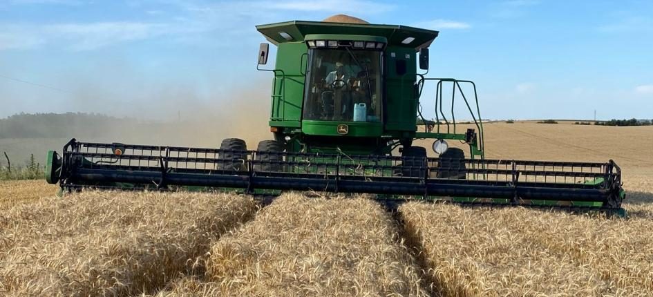 Avanzan las cosechas agrícolas