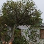 Temporal en Paysandú: vientos de más de 80 km por hora con voladura de techos, rotura de vidrios y caída de árboles