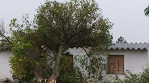 Temporal en Paysandú: vientos de más de 80 km por hora con voladura de techos, rotura de vidrios y caída de árboles