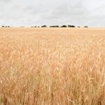 Ajuste a la baja en el precio de los granos