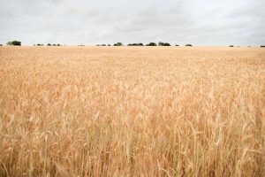 Ajuste a la baja en el precio de los granos