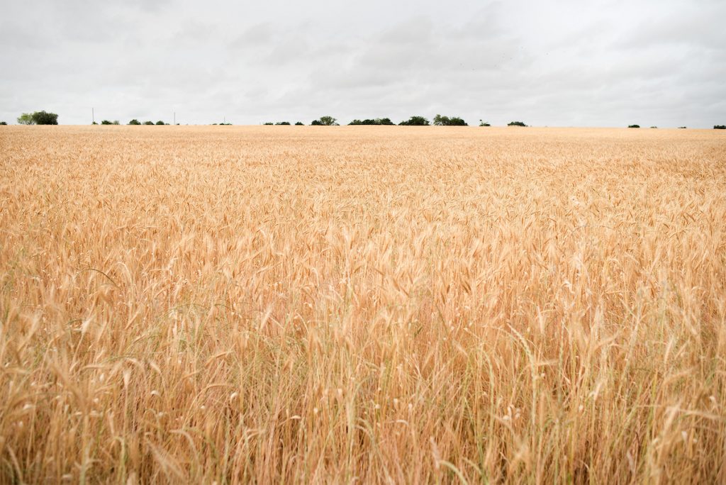 Ajuste a la baja en el precio de los granos