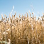 Se inaguró la cosecha de trigo, cultivo que bate récords de rendimiento