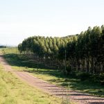 El sector forestal proyecta cerrar 2025 como líder exportador pese a la baja en el precio de la celulosa