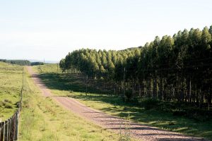 El sector forestal proyecta cerrar 2025 como líder exportador pese a la baja en el precio de la celulosa