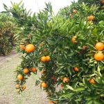 Salto: el MGAP activa emergencia citrícola por heladas y el Parlamento trata subsidio especial para trabajadores zafrales