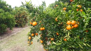 Salto: el MGAP activa emergencia citrícola por heladas y el Parlamento trata subsidio especial para trabajadores zafrales