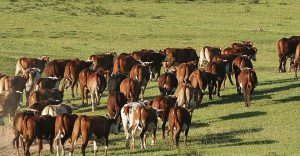Mercado cárnico, ovinos, agricultura y más: el Valor Agregado de este lunes
