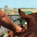 Uruguay prueba una vacuna nacional contra la garrapata en 4.000 bovinos: El resultado se conocerá en abril