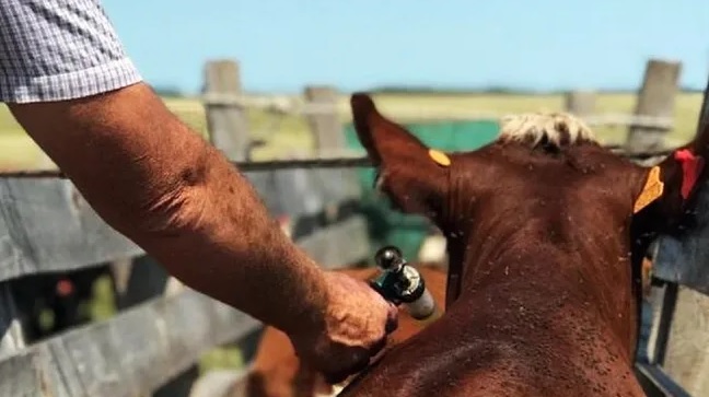 Uruguay prueba una vacuna nacional contra la garrapata en 4.000 bovinos: El resultado se conocerá en abril