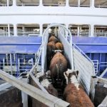 Uruguay pedirá explicaciones a Turquía por el barco con ganado en pie que no pudo desembarcar