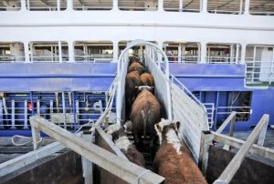 Uruguay pedirá explicaciones a Turquía por el barco con ganado en pie que no pudo desembarcar