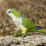 Fuerzas Armadas se suman al combate contra la cotorra