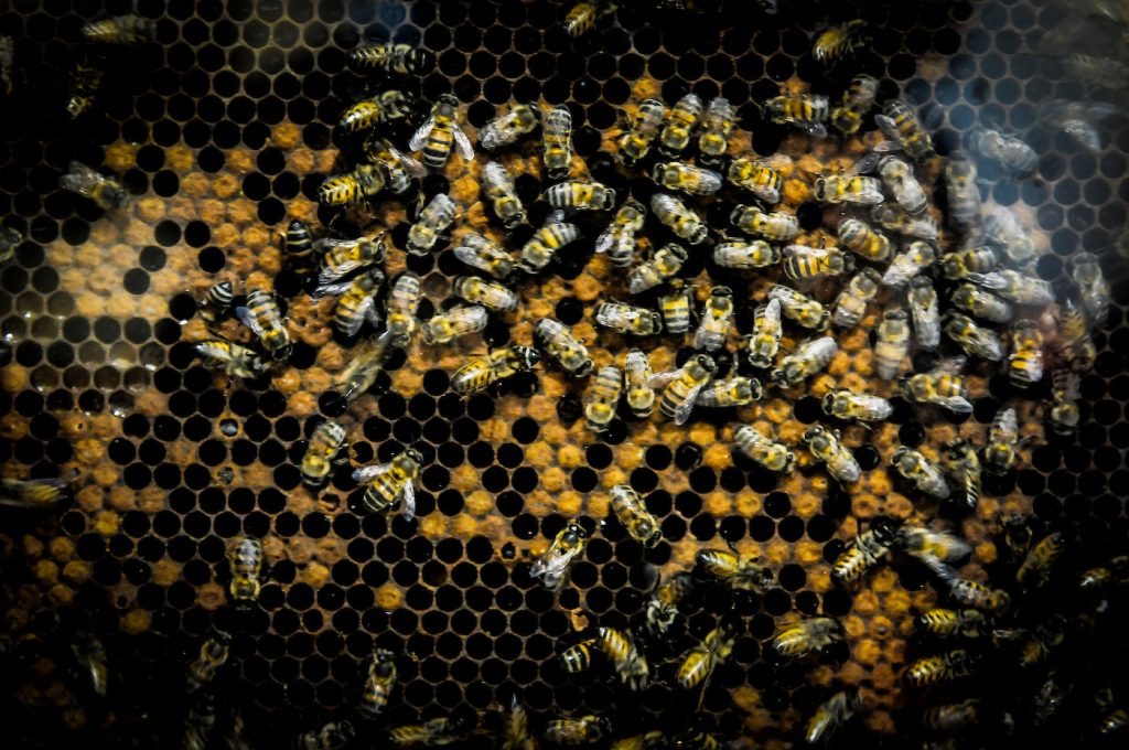 Grave mortandad de abejas: La SAU denuncia más de 10.000 colmenas afectadas y reclama acción estatal