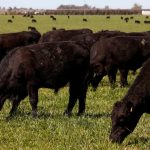 Mercados, forestación, ganadería y más: el Valor Agregado de este miércoles