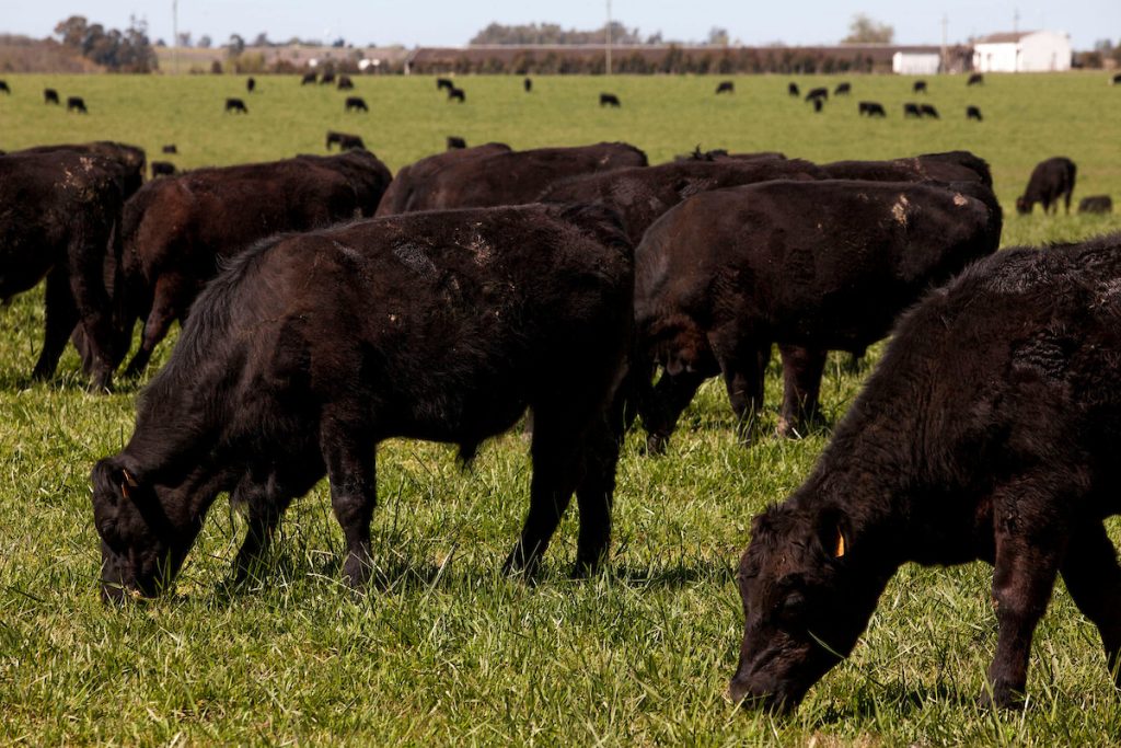 Rebote en el mercado del gordo