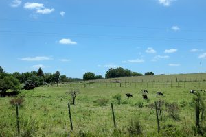 Mercado de la carne, haciendas, ganadería y más: el Valor Agregado de este jueves