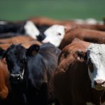 Argentina sigue teniendo el precio más alto del novillo en la región