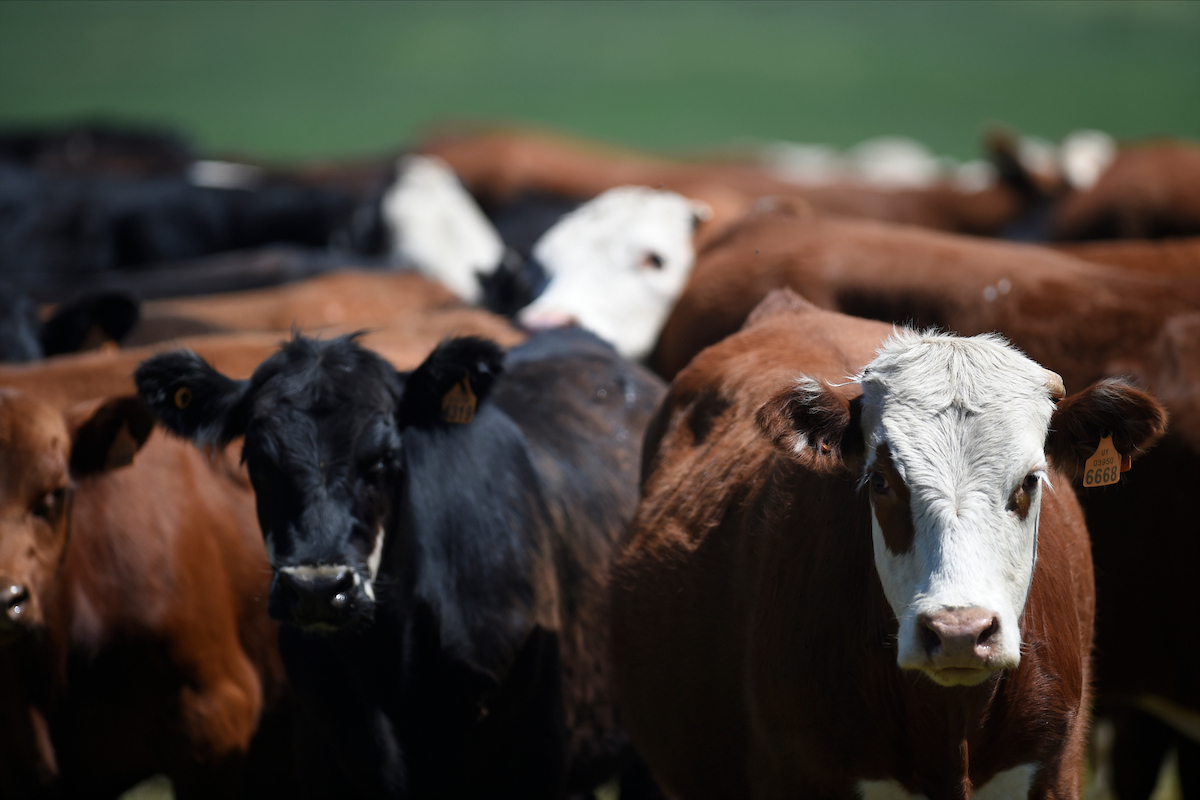 Inale, mercado de campos, agricultura y más: el Valor Agregado de este viernes