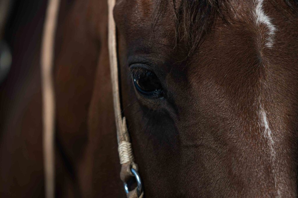 Animales sueltos en la vía pública: INBA retiró 60 caballos en Montevideo y apunta a extender operativos en otras zonas del país