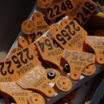 Las ventajas de la trazabilidad obligatoria del ganado en Uruguay