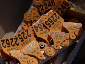 Las ventajas de la trazabilidad obligatoria del ganado en Uruguay